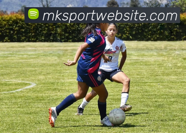 MK体育平台生态图